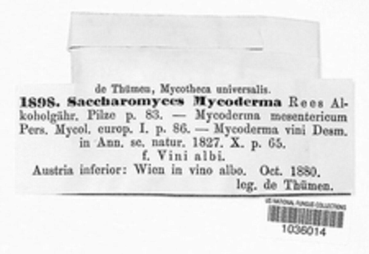 Saccharomycetaceae image